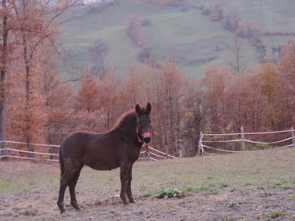 Вілла Societa Agricola Cacigolara Борґо-Валь-ді-Таро Екстер'єр фото